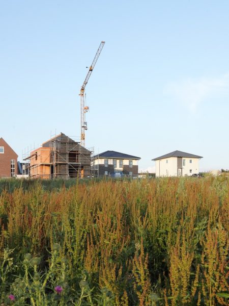 Im Vordergrund ein Feld mit hohen Gräsern und Blumen. Im Hintergrund fünf Einfamilienhäuser, drei davon fertig, zwei noch im Bau. In der Mitte ragt ein Baukran in die Höhe.