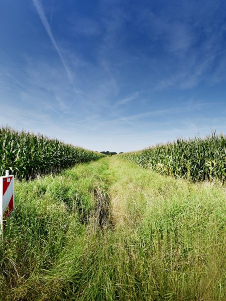 Ein Feld, rechts und links mit Mais bewachsen, darüber blauer Himmel. Rechts und links im Bild je eine rot-weiß gestreifte Baustellenabsicherung.