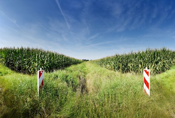 Ein Feld, rechts und links mit Mais bewachsen, darüber blauer Himmel. Rechts und links im Bild je eine rot-weiß gestreifte Baustellenabsicherung.