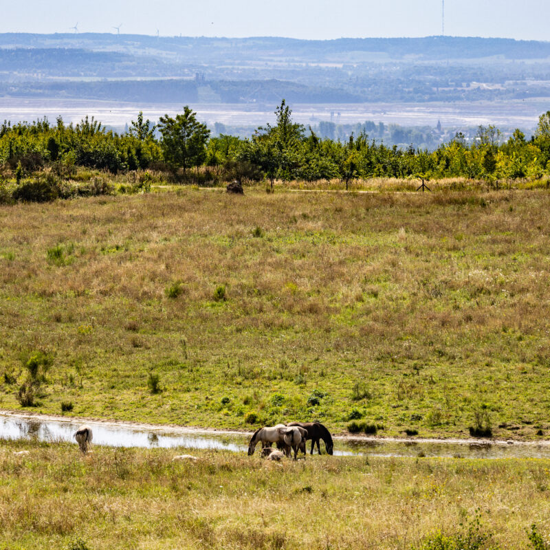 Wildpferde bei der Sophienhöhe